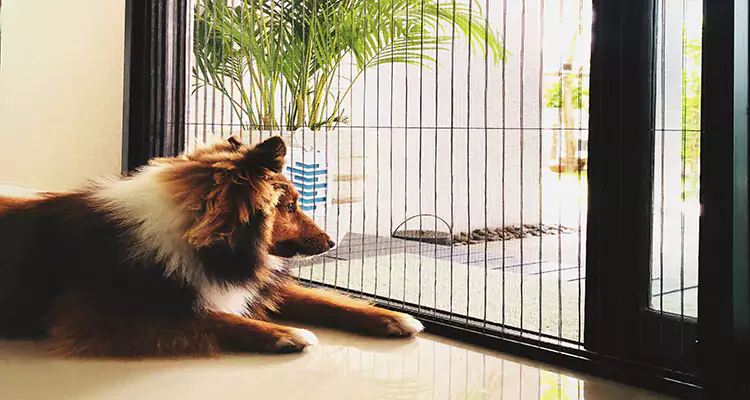 Sliding Screen Pet Door Repair in Country Walk, FL