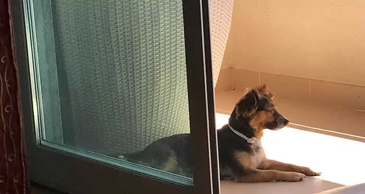 French Door Pet Screen Repair in Country Walk, FL